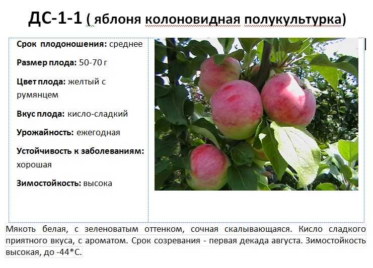Почему яблоня сбрасывает плоды до их созревания раньше времени