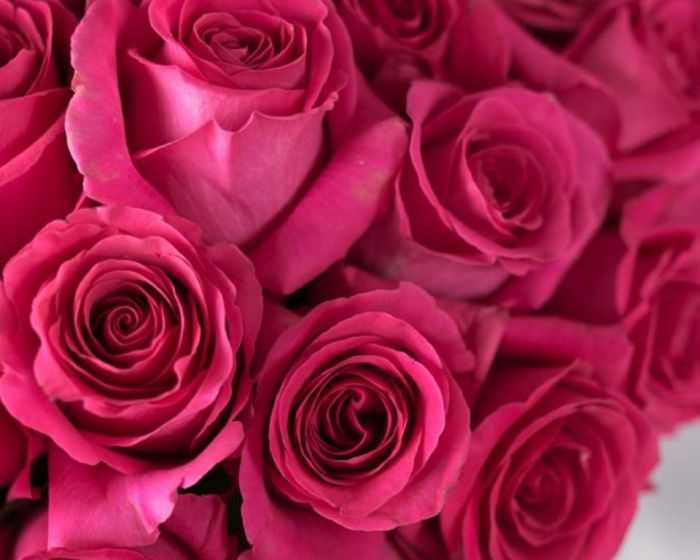 Роза пинк флойд (pink floyd): фото и описание этого сорта, а также пошаговые инструкции по выращиванию и размножениюдача эксперт