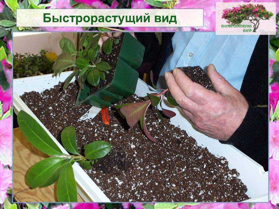 Выращиваем рододендрон семенами семена трахикарпус форчуна