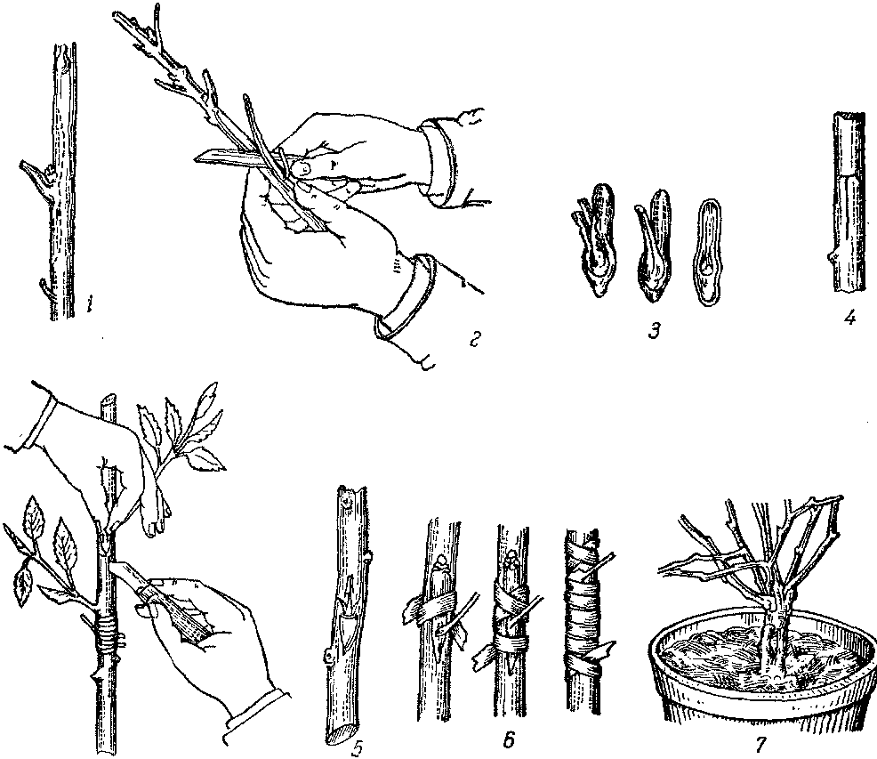 Как размножить жасмин черенками летом или весной