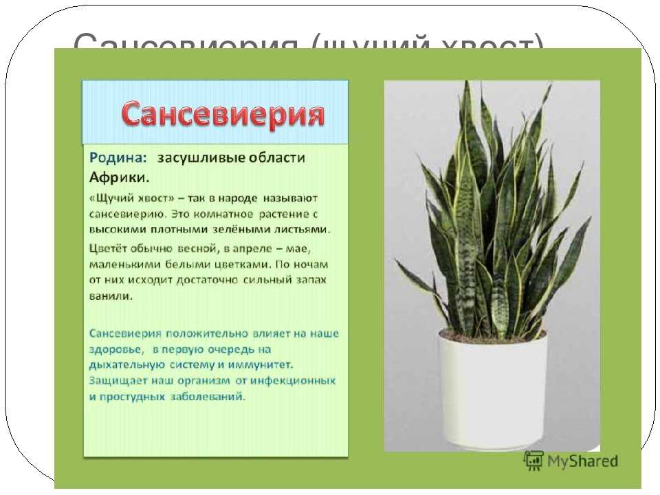 ᐉ цветок сансевиерия: уход в домашних условиях, фото, пересадка, размножение, свойства, виды - roza-zanoza.ru