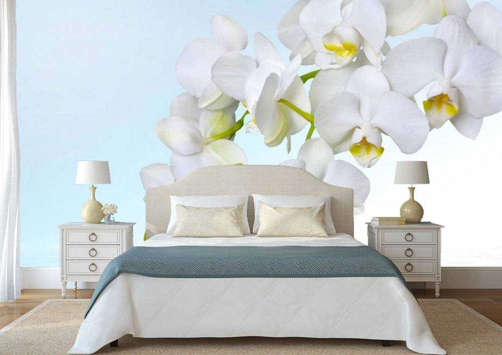 Можно ли держать в спальне орхидеи: советы флористов и дизайнеров