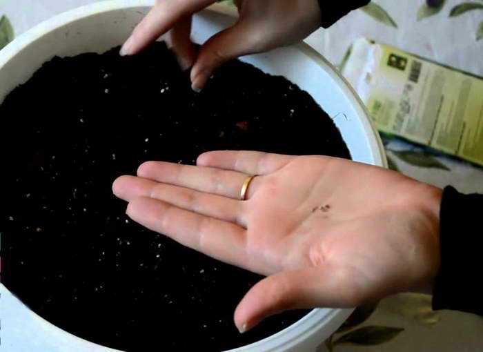 Как вырастить пепино из семян в домашних условиях дынная груша посадка и уход в отрытом грунте