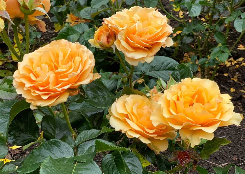 Розы сорта флорибунда: описание, фото, названия, посадка, уход