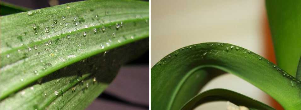 Почему у орхидеи липкие листья и что делать