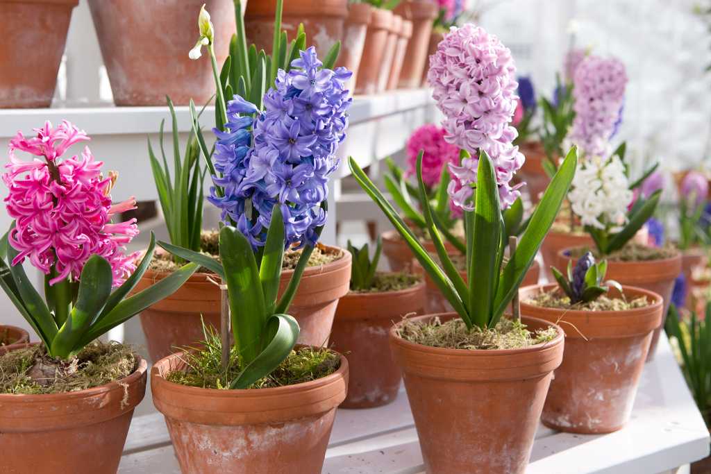 Гиацинт - посадка и уход, выгонка - как выращивать цветок в домашних условиях