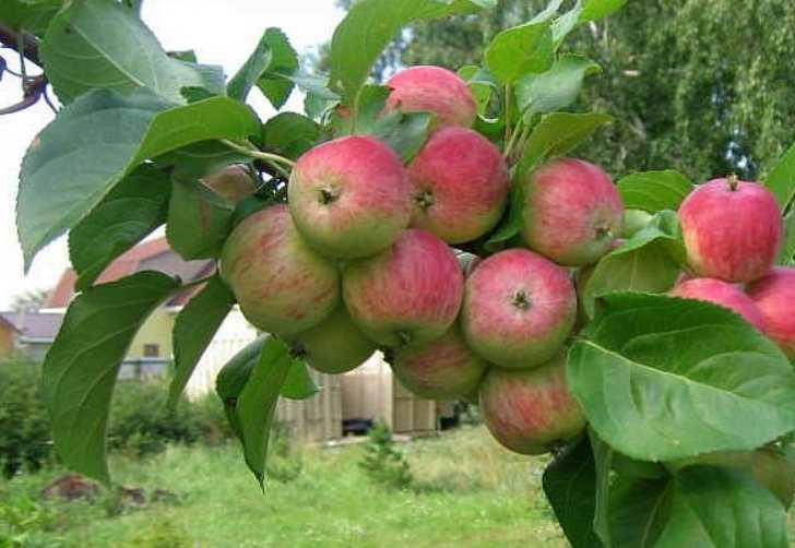 Сорт яблони грушовка московская: фото и описание сорта, отзывы