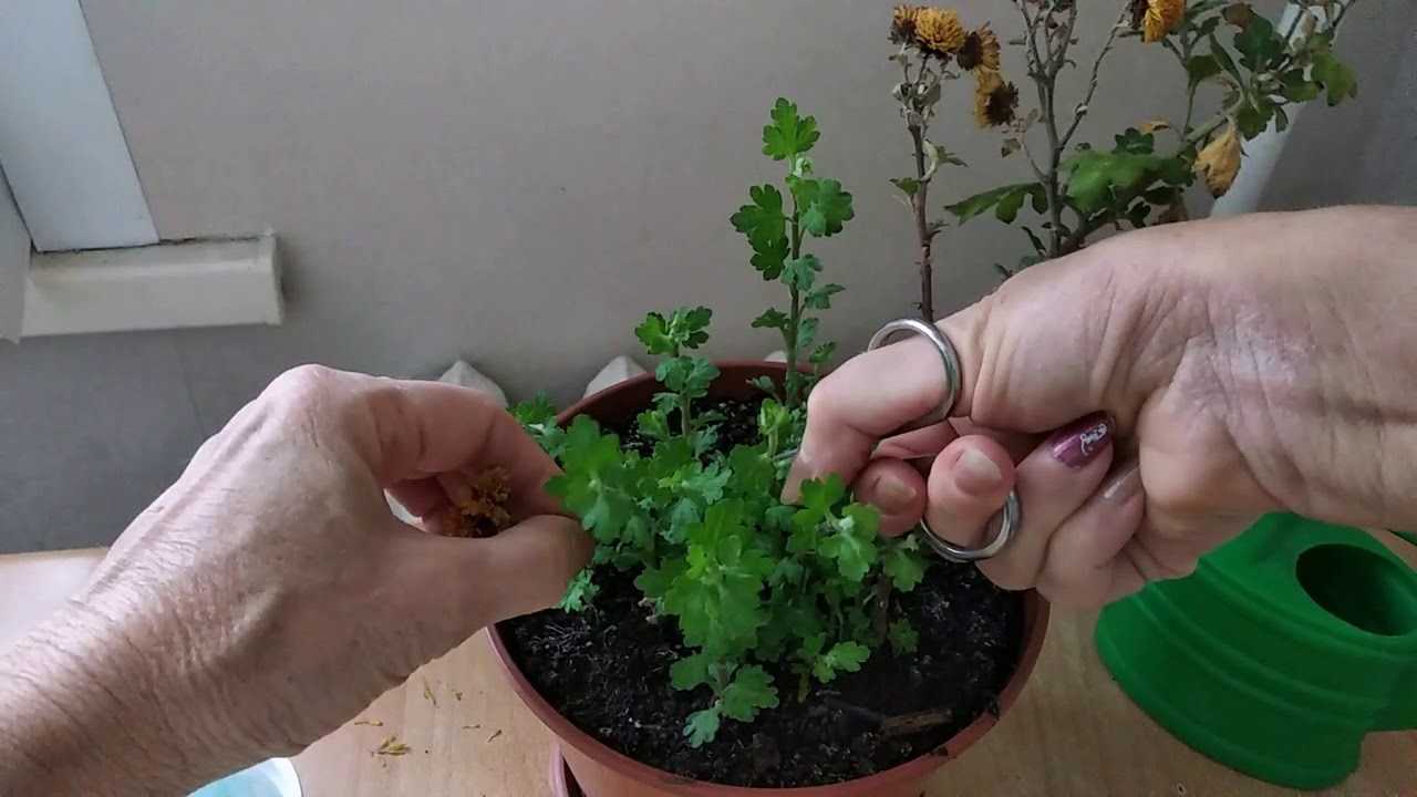 Хризантемы комнатные в горшках: уход за горшечным растением в домашних условиях