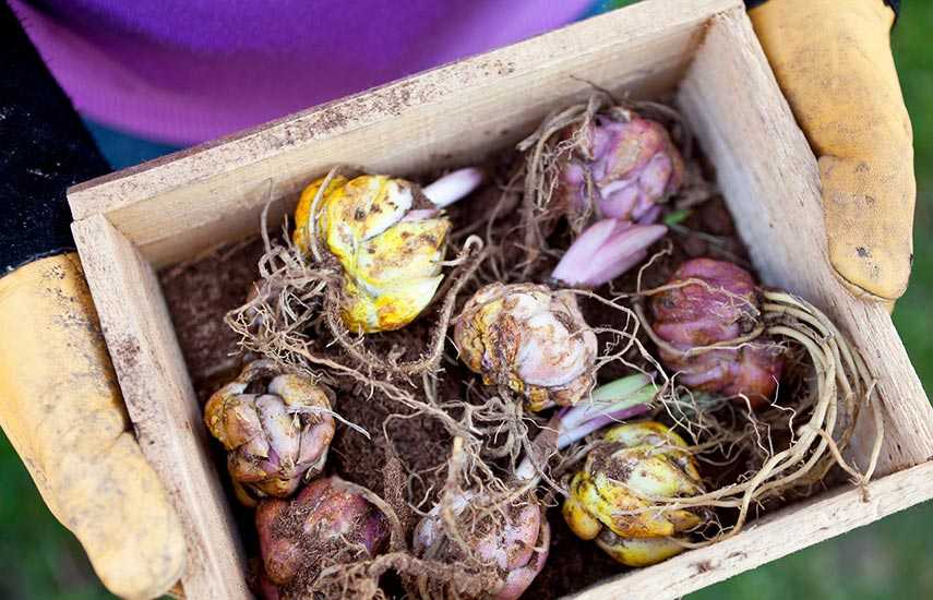 Надо ли выкапывать луковицы крокусов после цветения?