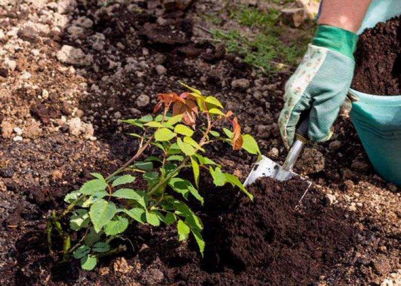 Брахикома: выращивание из семян когда сажать и как сеять в открытый грунт