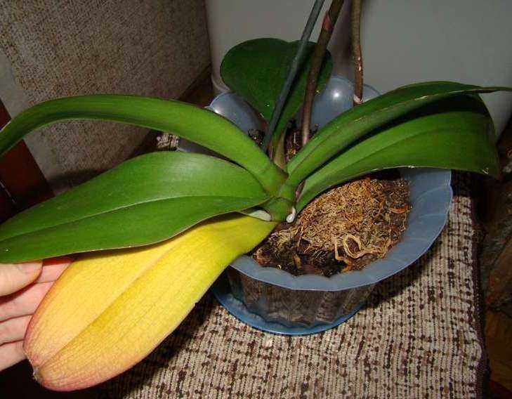 Почему у орхидеи желтеют листья? что делать, как спасти растение
