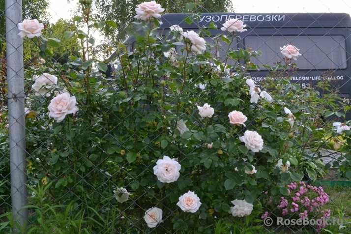 О белых и красных голландских розах: описание и характеристики сортовых растений