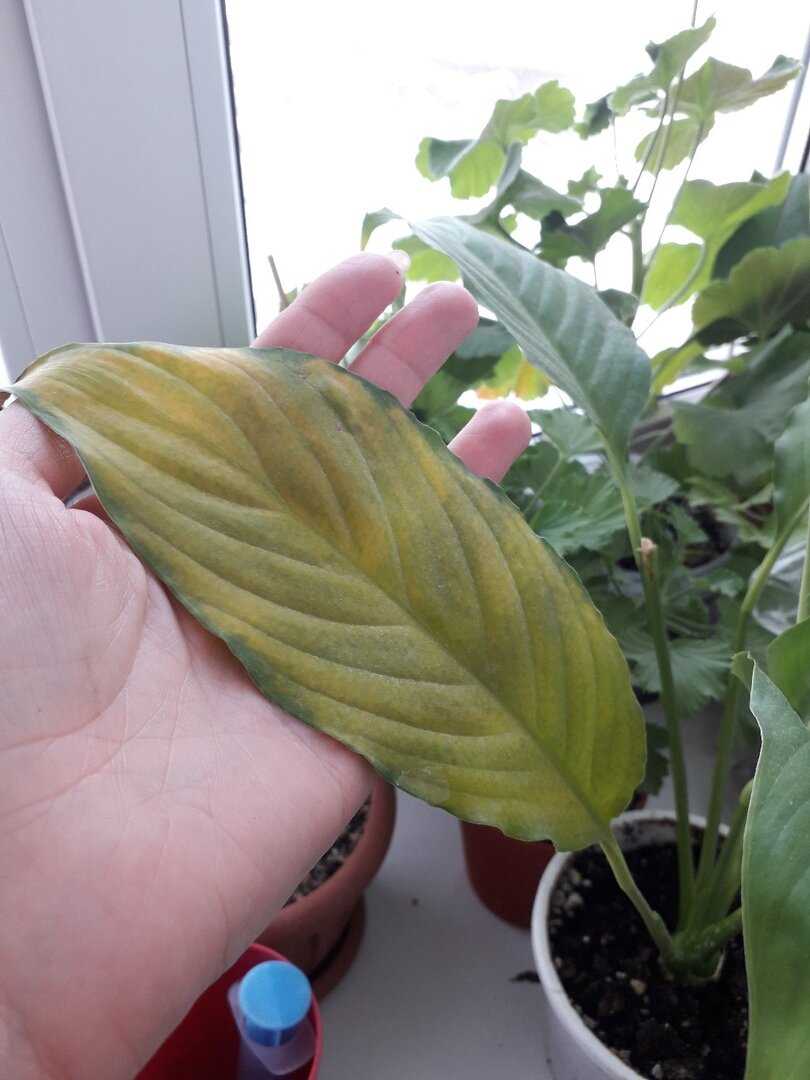 Спатифиллум — уход в домашних условиях, почему сохнут кончики листьев