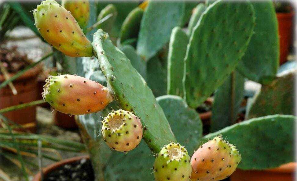 Съедобные кактусы – описание с фото растений, их видов и плодов
