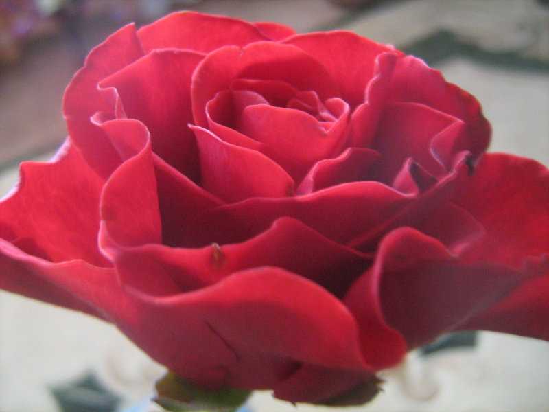 Как называются розы без шипов: сорта бесшипных цветов, лакорн, alberich и др