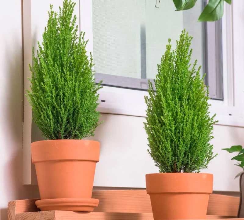 Кипарис (кипарисовик): посадка и уход за комнатным растением, выращивание в домашних условиях, фото
