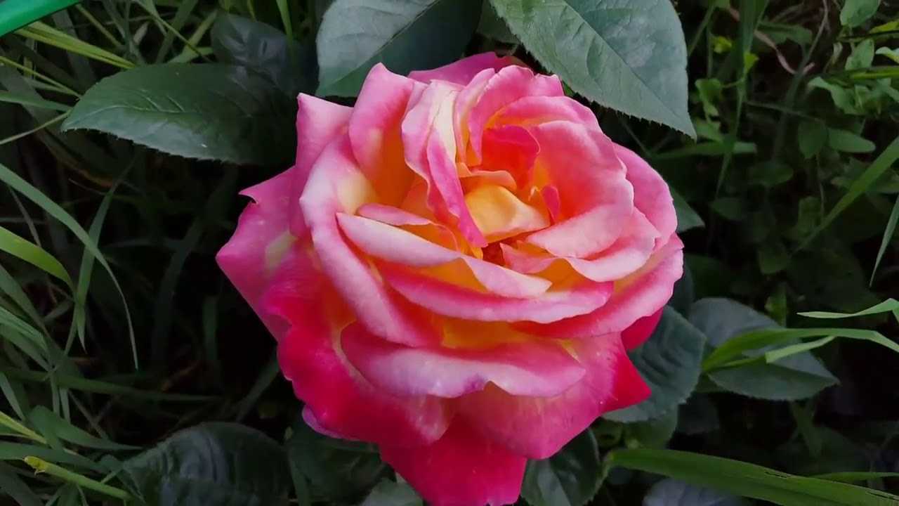 Английские розы — описание, уход, посадка