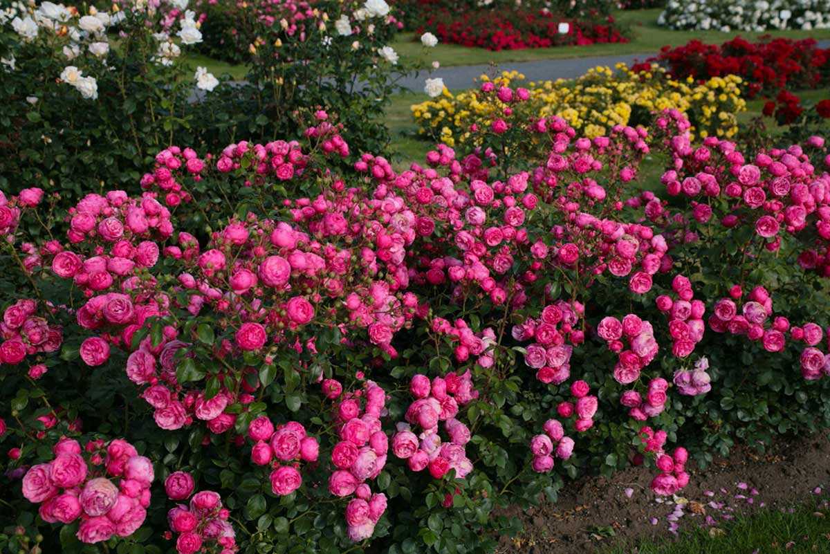 Почвопокровные розы: уход и выращивание великолепных цветов