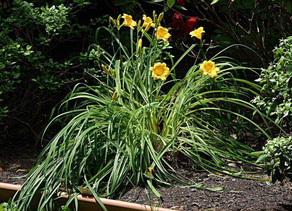 Как посадить и ухаживать за лилейником стелла де оро в открытом грунте: описание