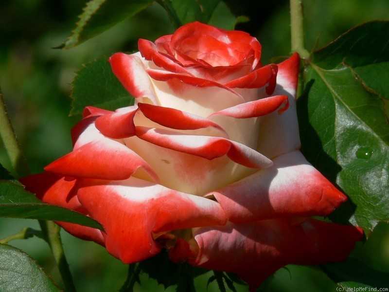 ✅ роза императрица фото и описание и уход. роза императрица фарах, описание сорта, особенности посадки и выращивания