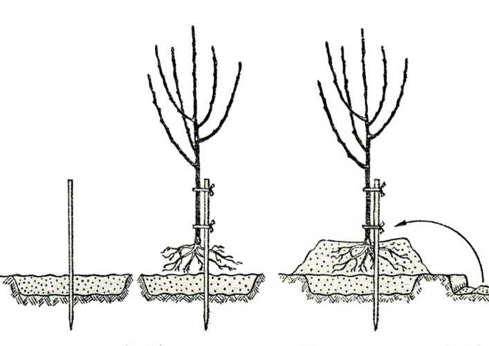 Как посадить грушу весной саженцами пошаговое руководство