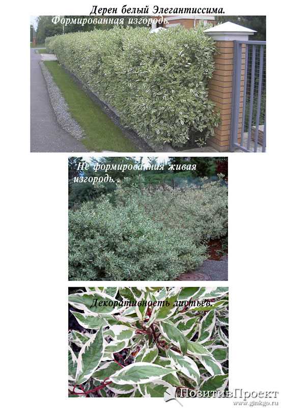 Дерен в саду: как озеленить ландшафтный дизайн дереном - smallinterior
дерен в саду: как озеленить ландшафтный дизайн дереном - smallinterior