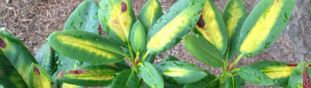 Почему у рододендронов пожелтели листья и что с этим можно сделать