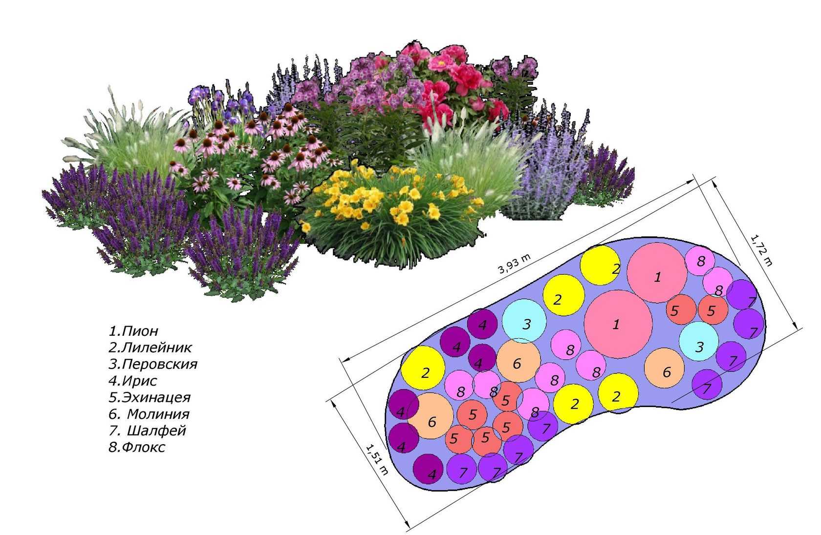 Флокс — многолетний огненный цветок, яркий акцент садового дизайна