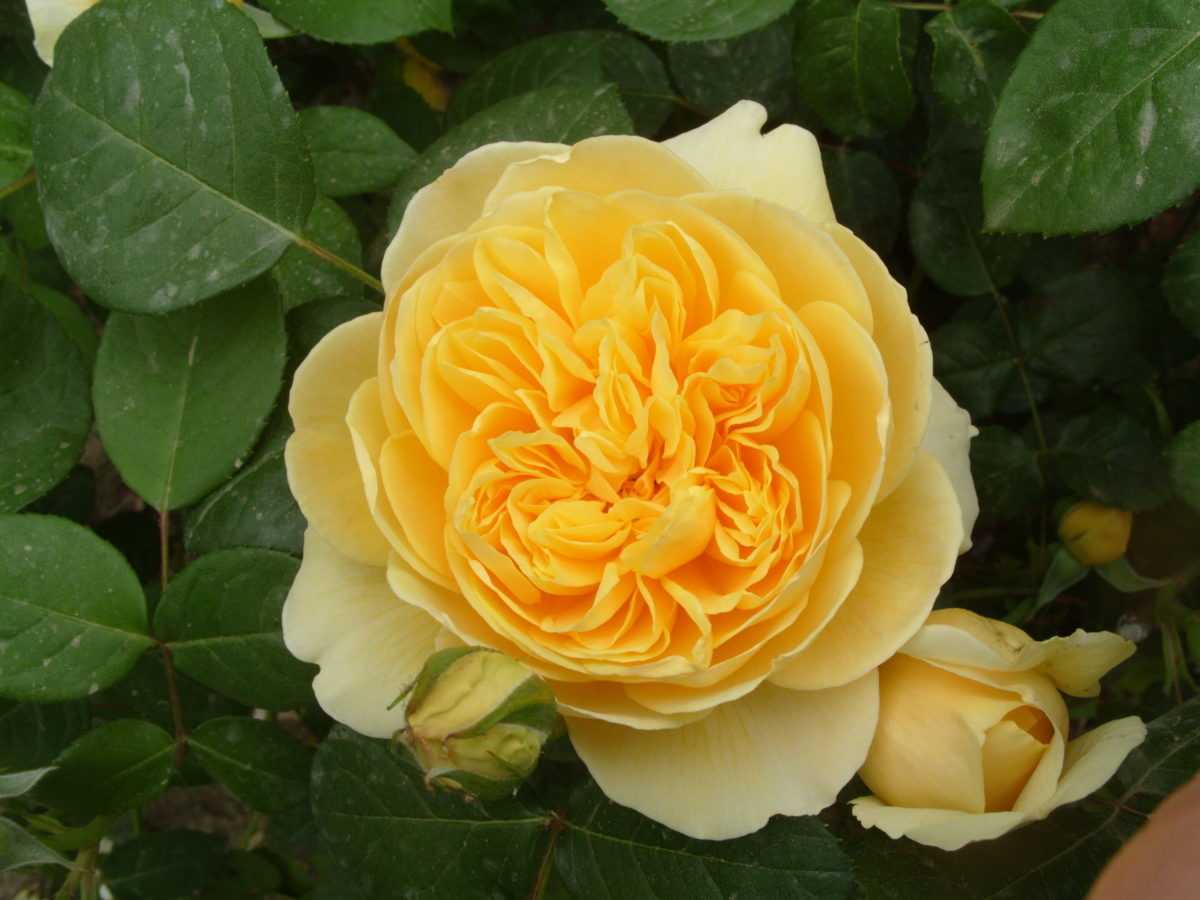 Желтые английские розы. Желтые розы Дэвида Остина.