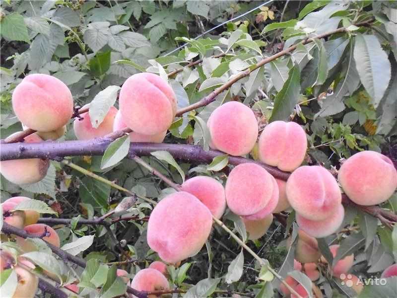 Как привить абрикос: инструкции для начинающих, советы и правила прививки абрикосового дерева (95 фото)