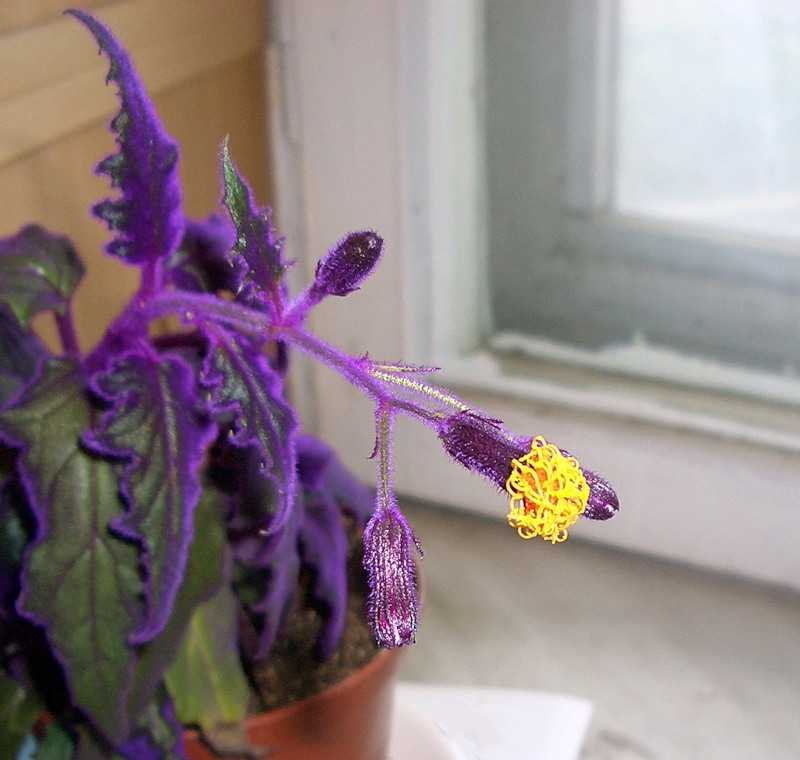 Комнатный цветок гинура - уход в домашних условиях