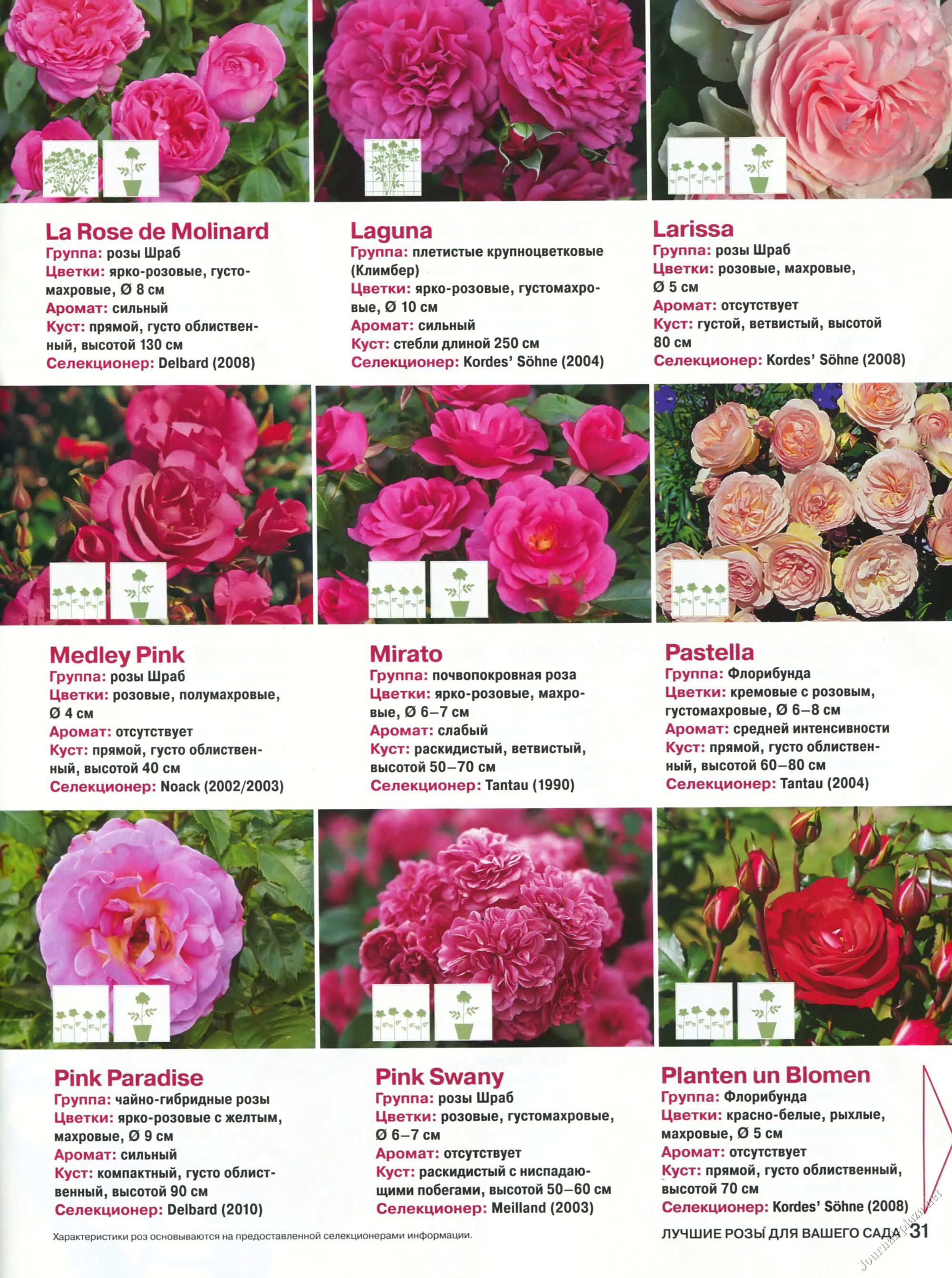 Плетистые розы: виды сортов, особенности посадки и ухода