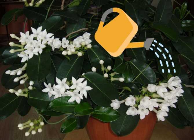 Чубушник садовый жасмин посадка и уход обрезка после цветения размножение черенками
