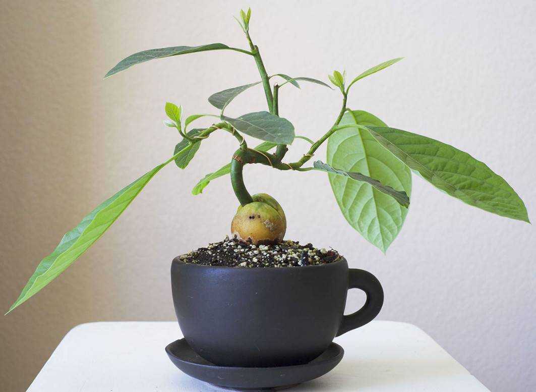 Как вырастить авокадо из косточки: готовим почву, создаем условия