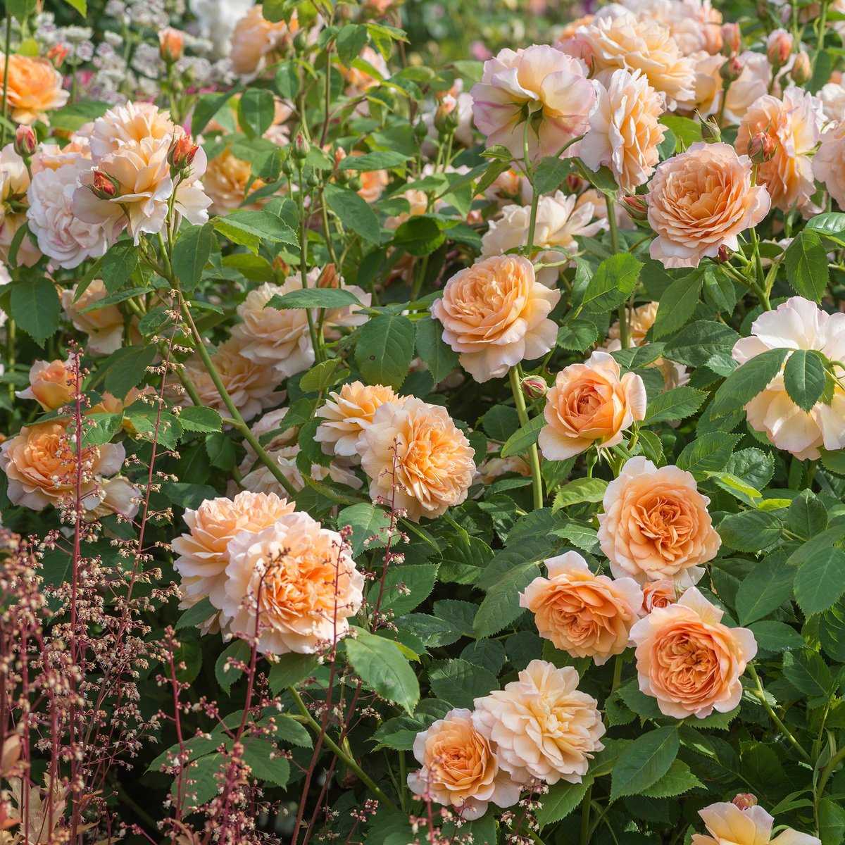 Пионовидные розы: топ-16 сортов, посадка и уход в открытом грунте