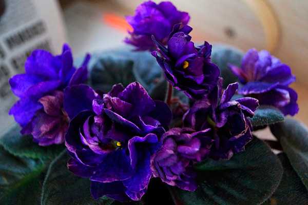 Фиалка черная жемчужина — описание домашнего цветка