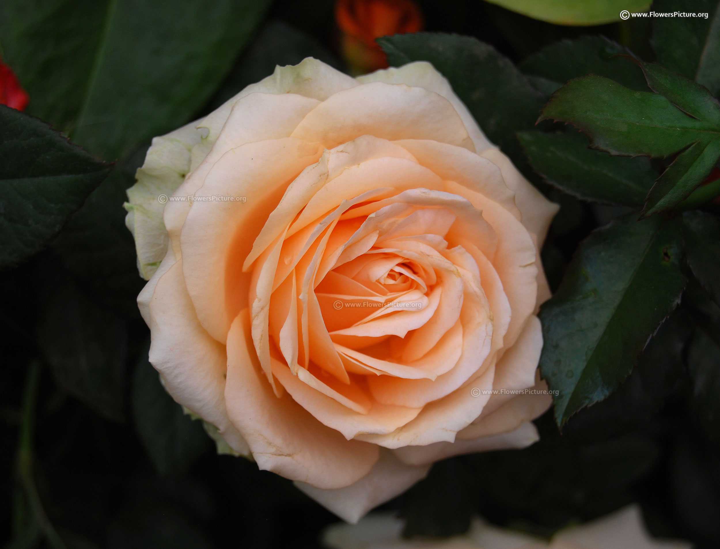 Характеристики розы сорта версилия: особенности чайно-гибридного растения, уход