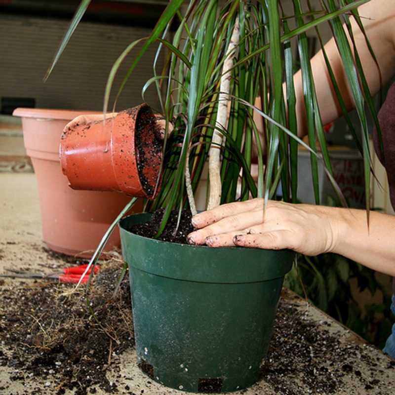 Иксора цветок фото. как посадить и вырастить иксору в своем доме