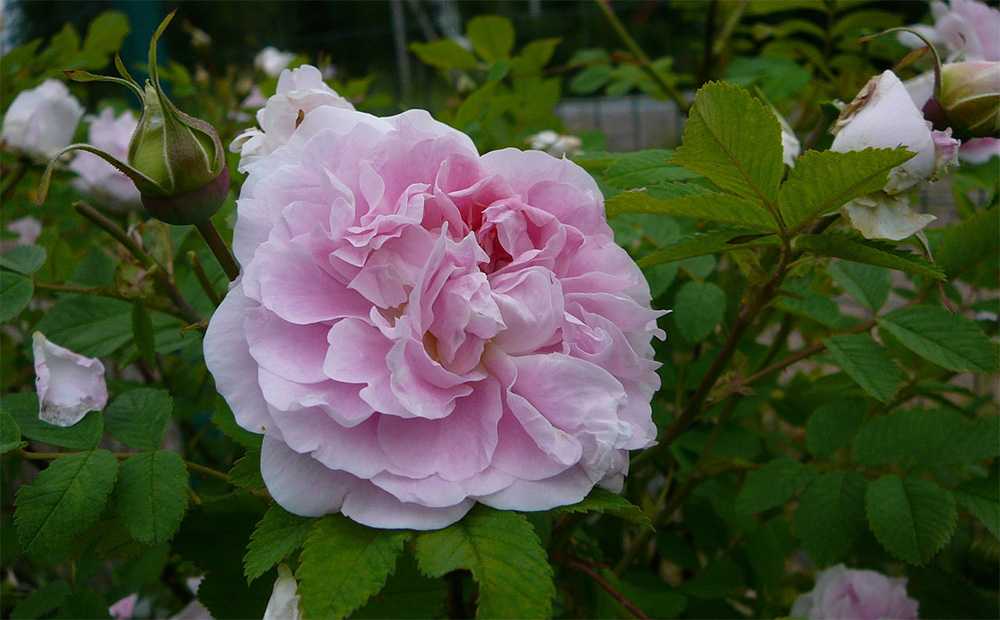 Канадские розы: особенности, описание, преимущества, секреты посадки и ухода, десятка лучших сортов | огородники