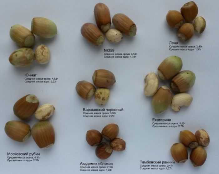 Лещина, фундук, лесной орех: в чем различие?