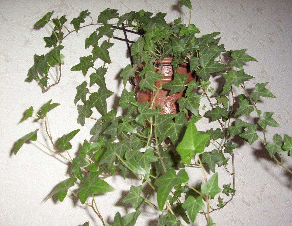 Плющ комнатный — что это такое и как выглядит растение плющ обыкновенный декоративный пестролистный в горшке, цветет ли плющ в домашних условиях, уход за комнатным плющом