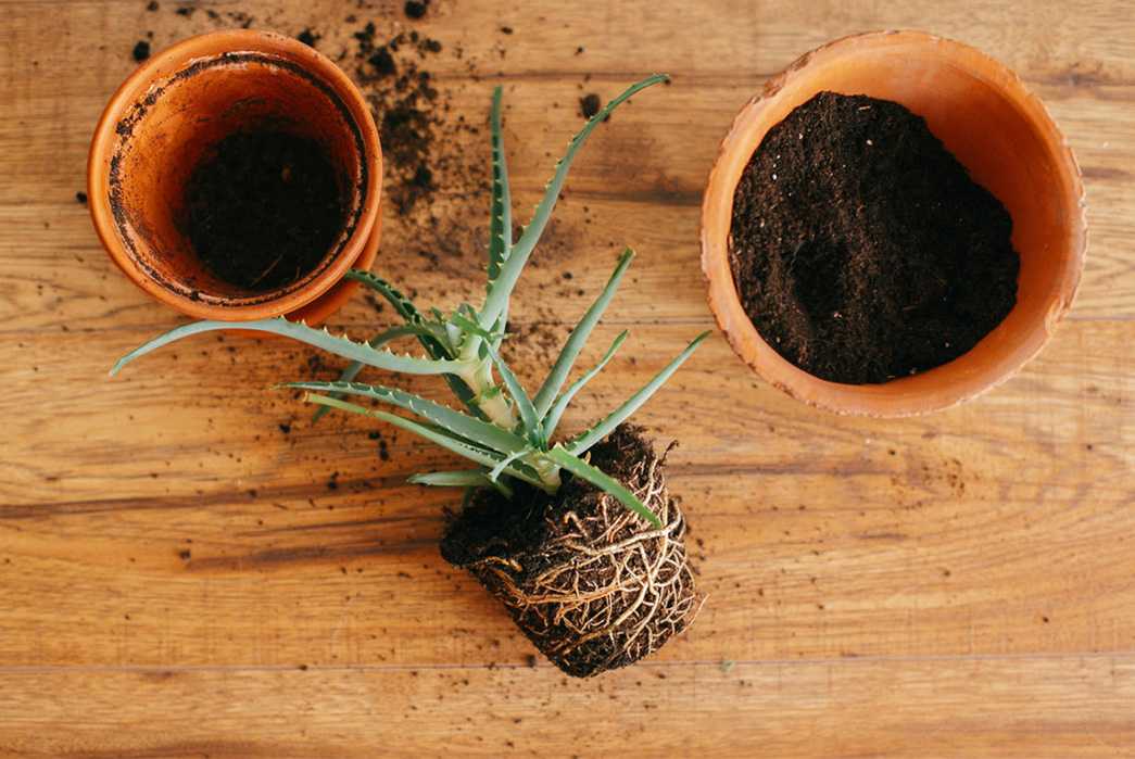 Условия выращивания алоэ в домашних условиях: как посадить без корней и из листка, как поливать, как укоренить и вырастить отростком, земля и грунт