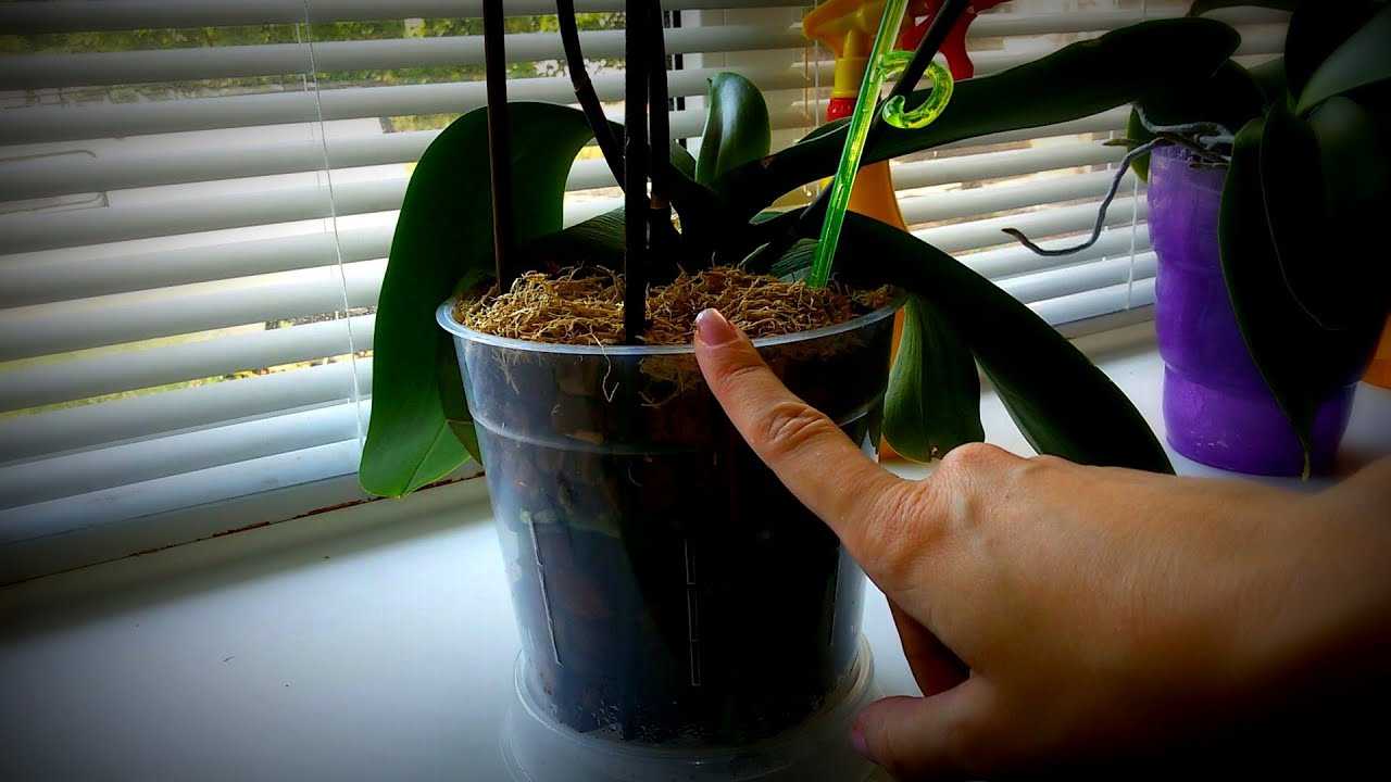 Как размножить орхидею в домашних условиях — воздушными корнями, черенками, цветоносом и другими вариантами Время и необходимость проведения процедуры, дальнейший уход за растением