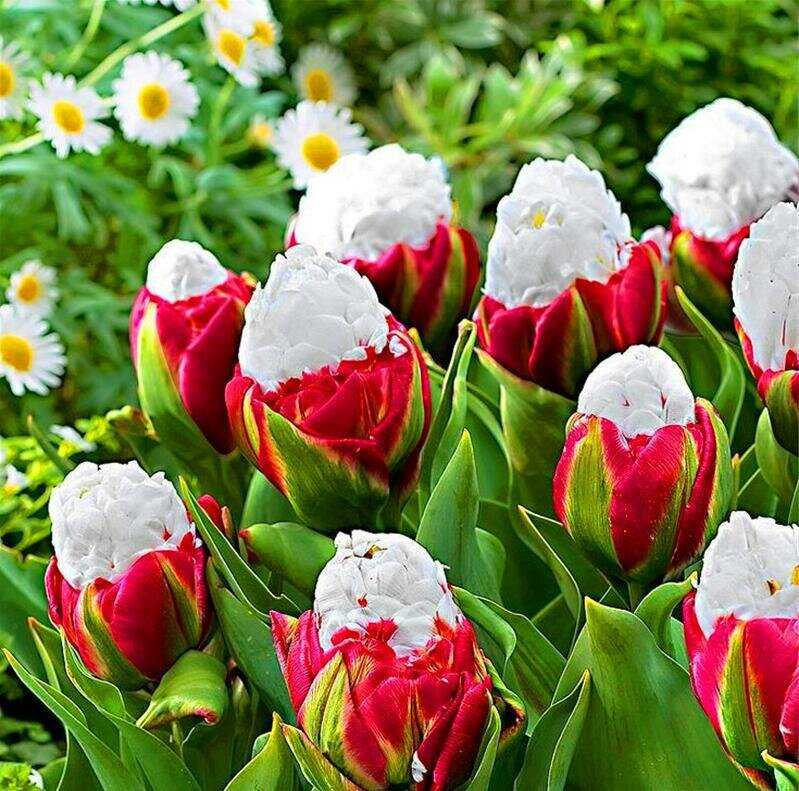 Тюльпан - описание цветка для детей, особенности строения луковиц