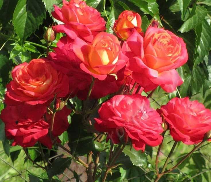 Мидсаммер роза фото в саду