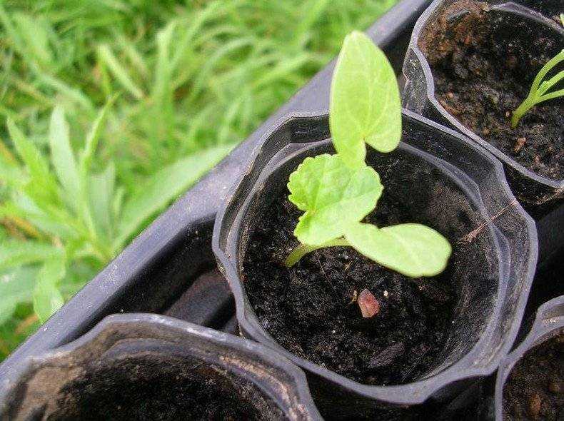 Выращивание рассады лаватеры в домашних условиях: правила посадки семян и ухода
