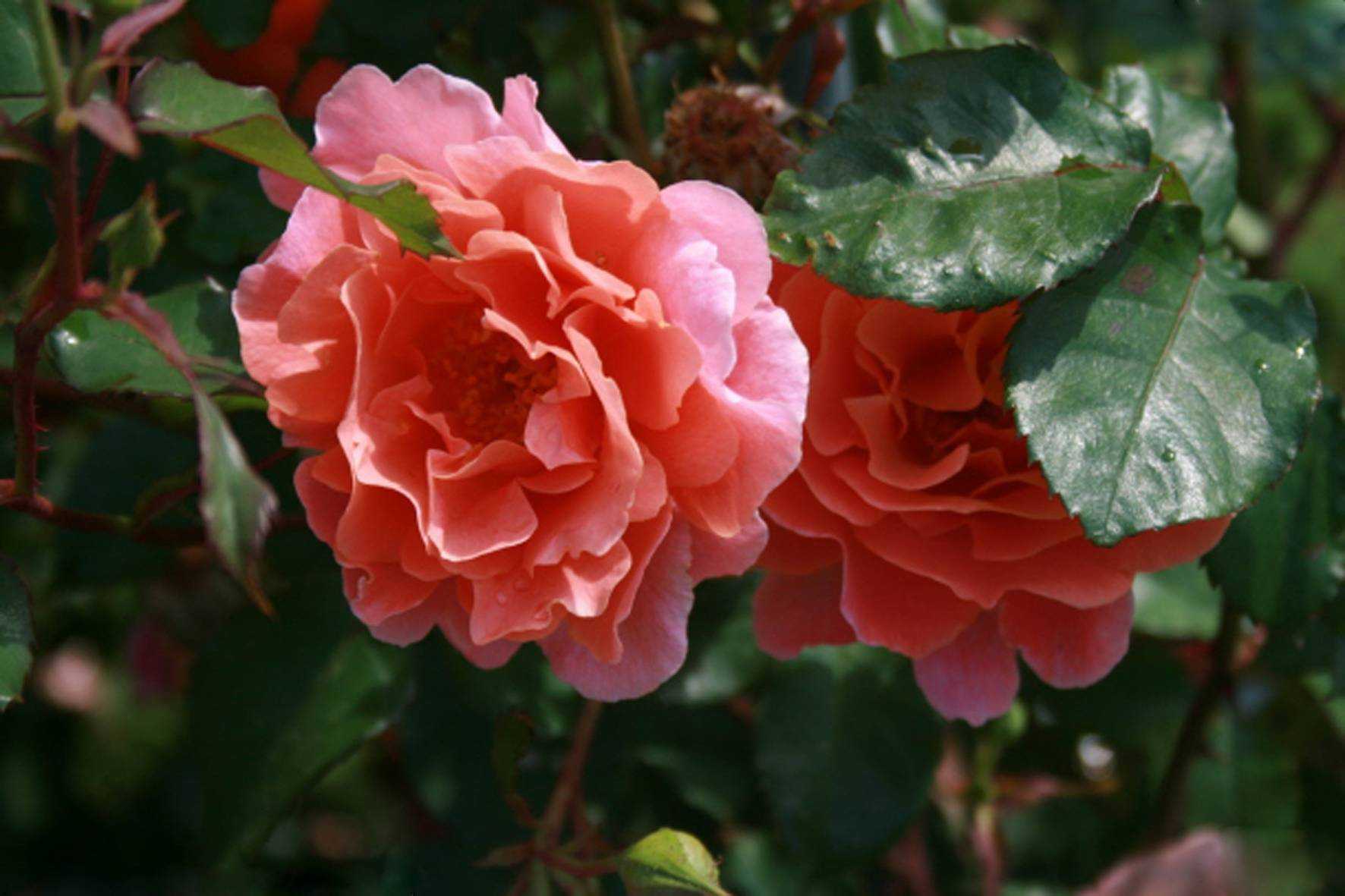 Какие сорта плетистых роз выбрать для своего сада, фото, описание