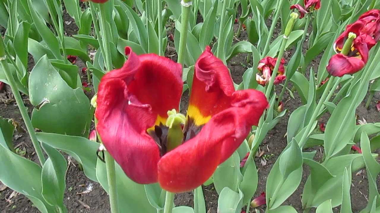 Когда выкапывать тюльпаны после цветения и как их хранить