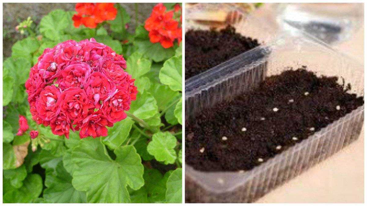 Уход за розебудной пеларгонией в домашних условиях: сорта, размножение семенами