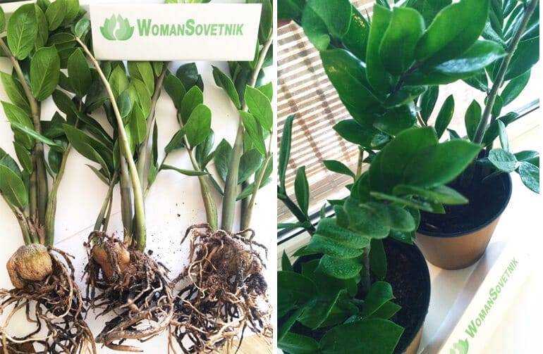 Замиокулькас — долларовое дерево, размножение в домашних условиях